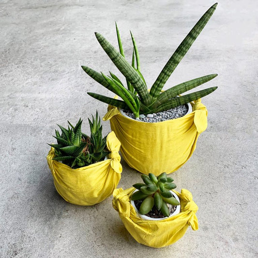 DISCOVER THE MANY WAYS TO REUSE YOUR MASKA WRAPS – HOME EDITION - Maska / Gifting Redefined